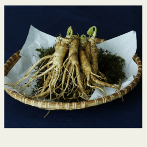 Ginseng Ekstrakt